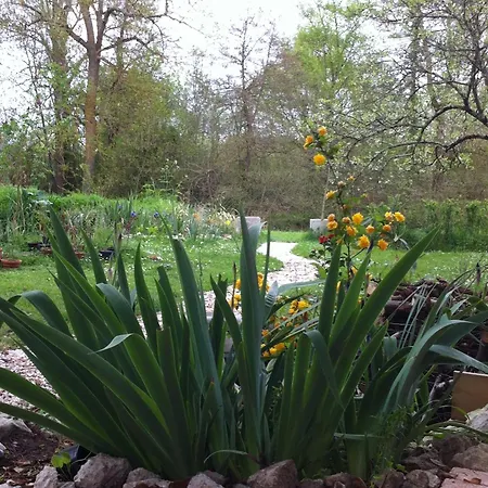 Iris Meadow Gardonne