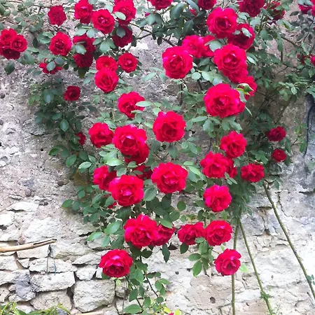 Iris Meadow Apartman