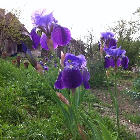 Iris Meadow Apartman Gardonne