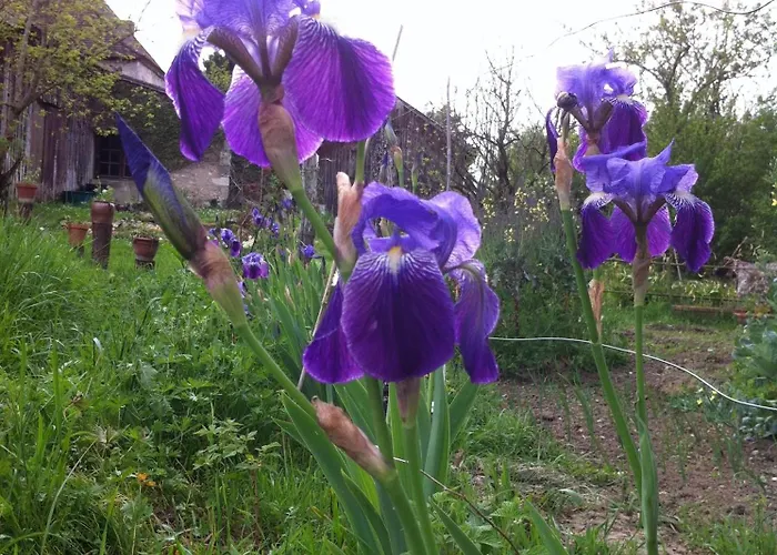 Iris Meadow Apartmán Gardonne